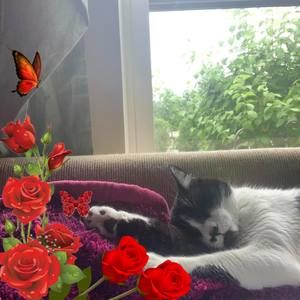 Meet your Posher, Deborah